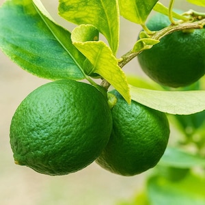 Key Lime Tree Starter Plug | Citrus aurantiifolia Live Plant | Mexican Lime Seedling | Tropical Citrus Fruit Tree for Garden or Pot