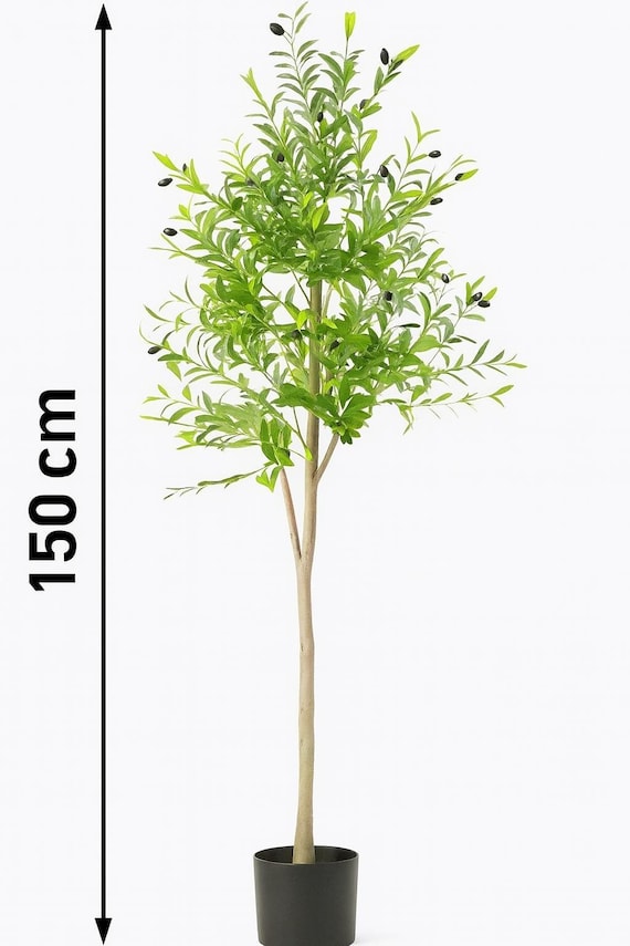 Olivenbaum fr den Innenbereich  Natrliche Eleganz - Etsy.de