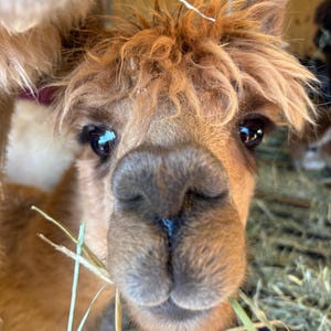 May include: Close-up of a brown alpaca with fluffy, light brown fur and dark eyes. The alpaca is eating hay, with some strands visible near its mouth. The background is a wooden structure.