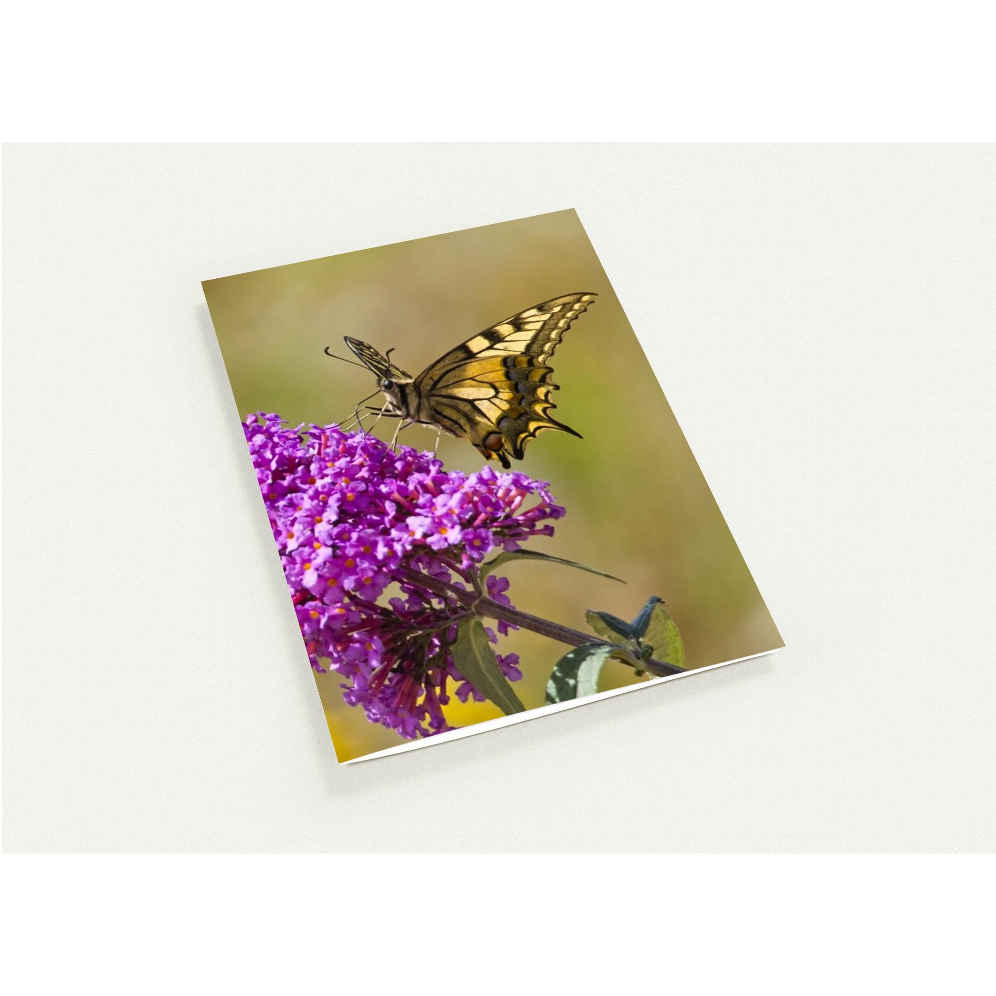 Butterfly Gifts Handcrafted Swallowtail Butterfly Greeting Card ...