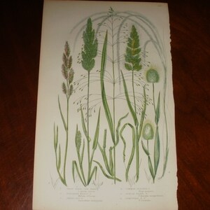 Antique Hand Coloured Print...1875...Ovate Hares Tail Grass...England