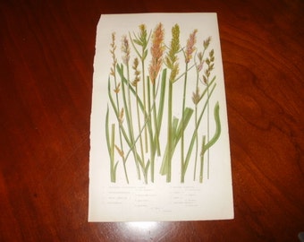 Antique Hand Coloured Print...1875...Axillary Clustered Carex...England