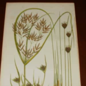 Antique Hand Coloured Print...1875...England...Sweet Cyperus