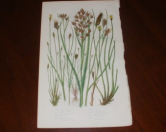 Antique Hand Coloured Print From Flowering Plants by Anne Pratt...1875...8 Plates...Prickly Twig Rush