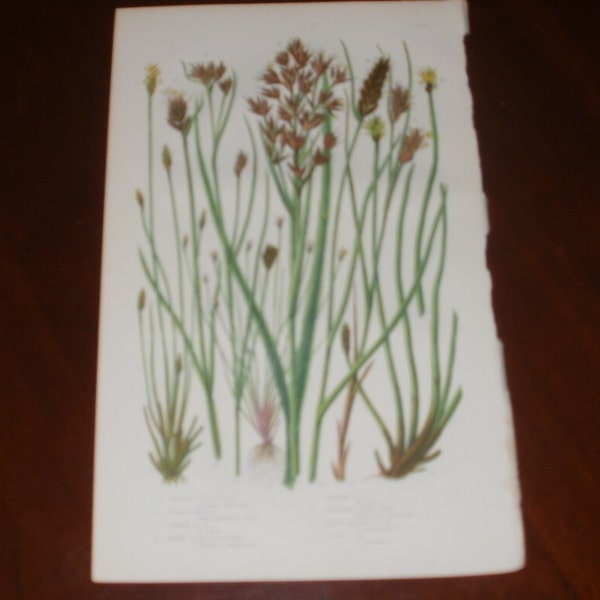 Antique Hand Coloured Print From Flowering Plants by Anne Pratt...1875...8 Plates...Prickly Twig Rush