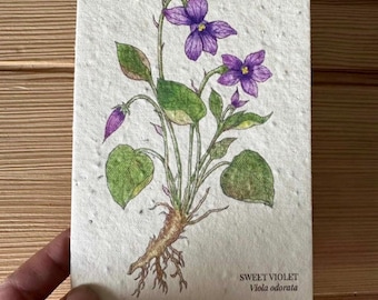 Tarjeta de felicitación con semillas de violeta dulce para plantar (flor silvestre)