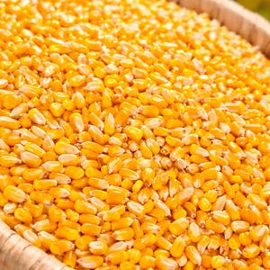 May include: A close-up of a woven basket brimming with vibrant yellow corn kernels. The kernels are densely packed, filling the image. The basket's rim is visible, providing a textural contrast to the smooth kernels. The background is blurred, suggesting an outdoor setting.