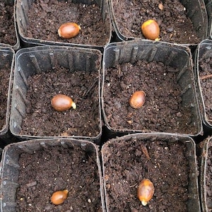 Könnte beinhalten: Nahaufnahme von mehreren kleinen, quadratischen schwarzen Plastiktöpfen, die mit dunkelbrauner Erde gefüllt sind. Jeder Topf enthält eine einzelne, braune Eichel, was den Beginn eines Pflanzprojekts andeutet. Die Eicheln befinden sich in verschiedenen Stadien des Keimens.