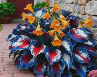 Blue & White Hosta Seeds – 200+ Rare Perennial