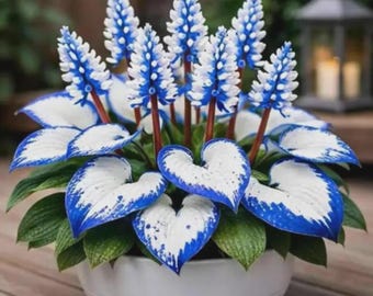200+ Rare White & Blue Hosta Seeds – Perennial Shade Garden Flower Seeds