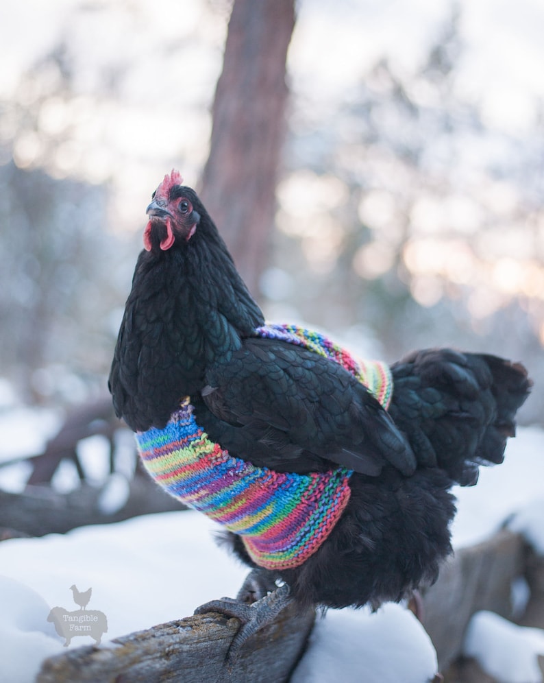 Knitted WOOL Chicken Sweater, EXTRA WARM and thick, pure wool, Hen Jumper, Handmade in Canada image 1