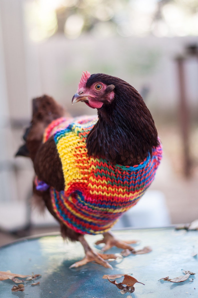 Knitted WOOL Chicken Sweater, EXTRA WARM and thick, pure wool, Hen Jumper, Handmade in Canada image 5