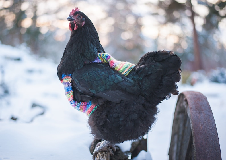 Knitted WOOL Chicken Sweater, EXTRA WARM and thick, pure wool, Hen Jumper, Handmade in Canada image 2