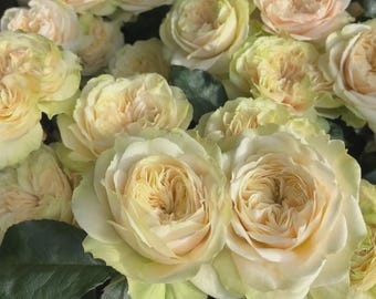 Könnte beinhalten: Ein Bündel aus blass cremefarbenen und zartgelben Gartenrosen mit dicht gefüllten, gewellten Blütenblättern. Die Blüten zeigen einen Farbverlauf von hellgelben Mitten zu cremeweißen Rändern, durchsetzt mit dunkelgrünen Blättern.