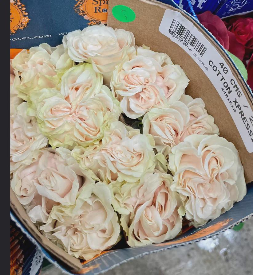 cotton rose Rose Garden Rose Cotton X-pression 1 Gallon Pot - Etsy