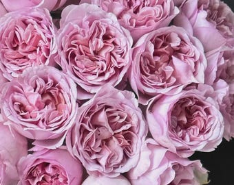 Miyabi Cha – Beige & Apricot Japanese Florist Rose (own Root) - Etsy