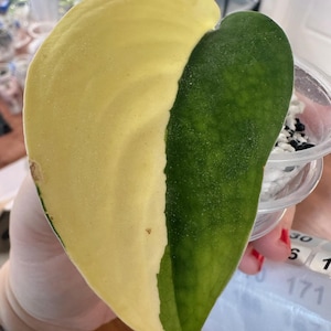 Add-On Plant | Scindapsus NOID Live Plant | Not Sold Separately | Purchase Required