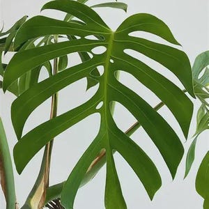 Monstera Sierrana - Etsy