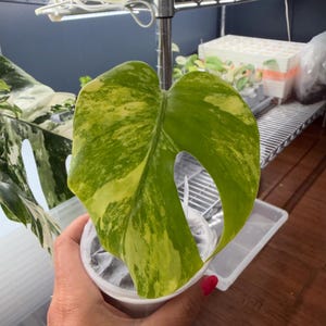 May include: A single variegated Monstera plant leaf with prominent yellow and light green mottled patterns, featuring a distinct fenestration or hole in the leaf blade, potted in a small white plastic container with a clear plastic wrap covering.