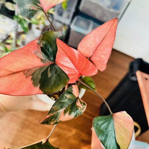 May include: Close-up of a Pink Princess Philodendron plant. The plant features large, heart-shaped leaves with a striking combination of pink, green, and white variegation. The leaves are held in a white pot, with a wooden surface in the background.