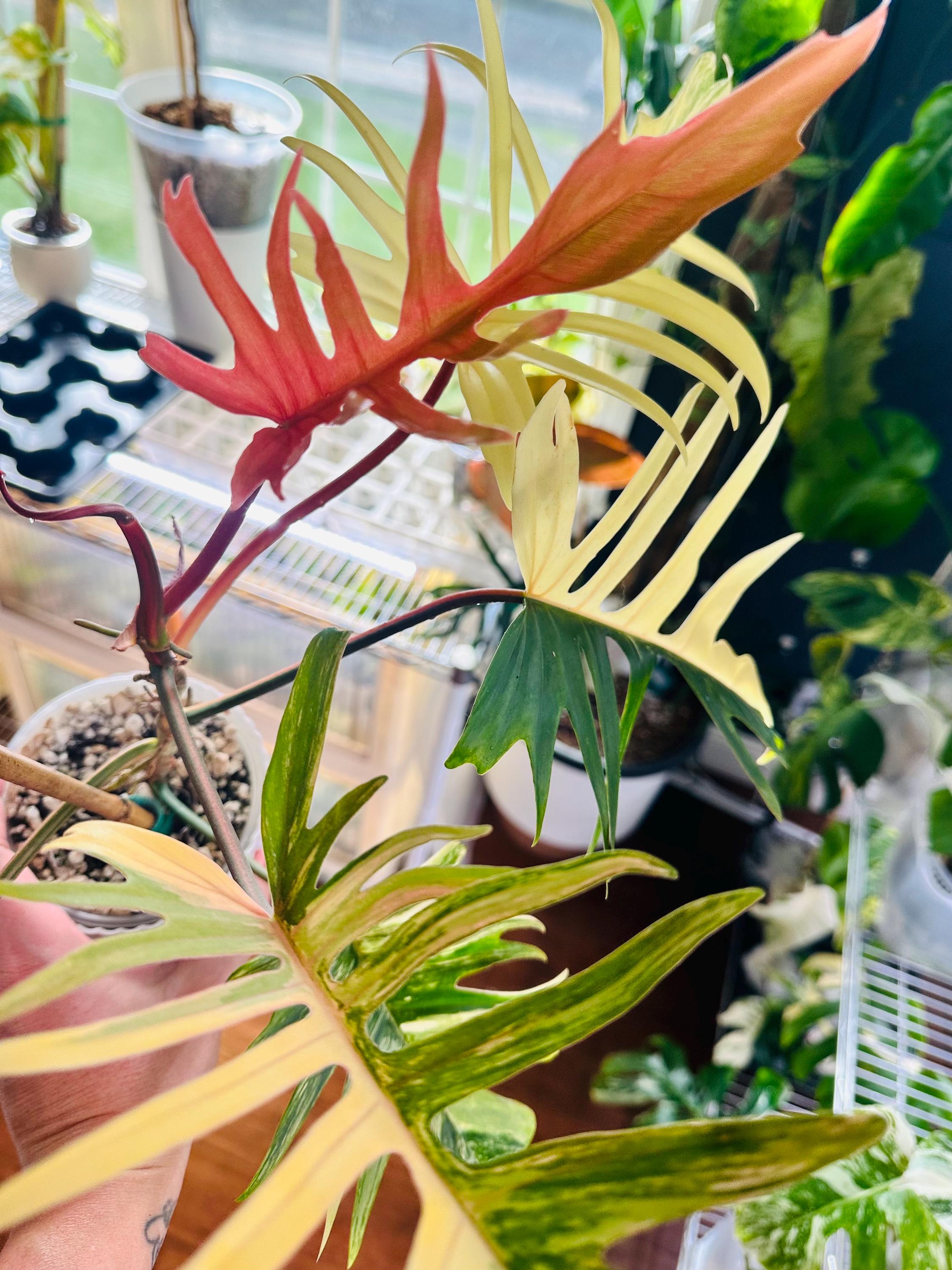 Philodendron Florida Beauty X Polypodioides - Etsy