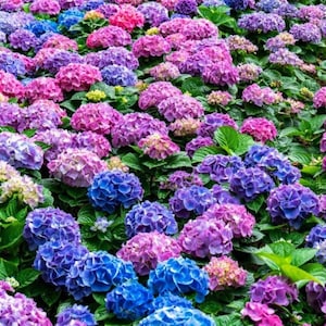 Hydrangea Seeds – Blue, Pink & Purple Blooms – Hardy Perennial Flowering Garden Plant