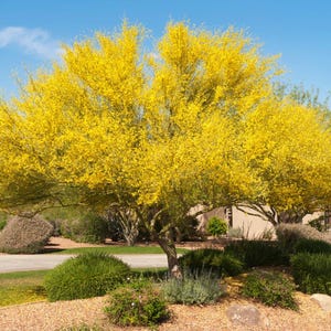Desert Museum Palo Verde Tree Seeds – Thornless Cercidium Hybrid – Drought-Tolerant Flowering Tree