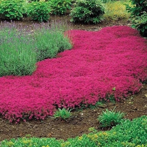 Heirloom Red Creeping Thyme Seeds – Fragrant, Low-Maintenance Ground Cover – Thymus Coccineus