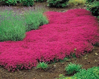 Heirloom Red Creeping Thyme Seeds – Fragrant, Low-Maintenance Ground Cover – Thymus Coccineus