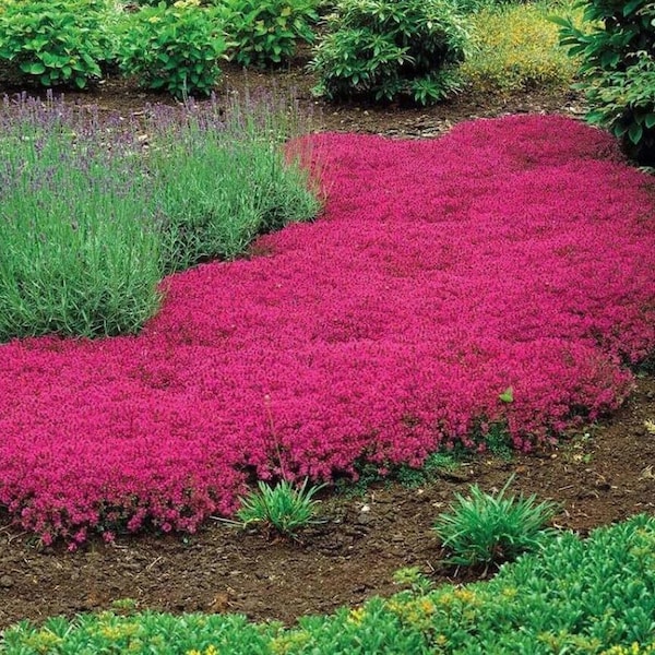 Heirloom Red Creeping Thyme Seeds – Fragrant, Low-Maintenance Ground Cover – Thymus Coccineus