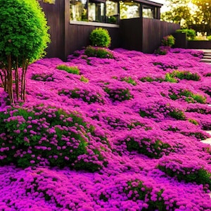 Pink Creeping Thyme Seeds – Fragrant Ground Cover, Easy to Grow, Drought Tolerant