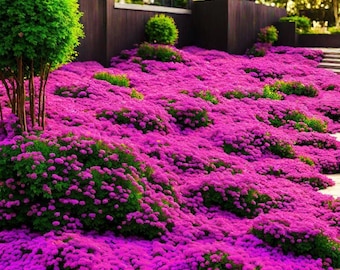 May include: A vibrant landscape featuring a hillside covered in a sea of bright magenta flowers. Green shrubs and small trees are interspersed throughout the floral display, creating a contrast. A dark brown building is in the background.