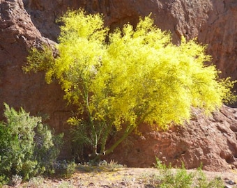 Blue Palo Verde Tree Seeds – Parkinsonia Florida – Drought-Tolerant Flowering Tree