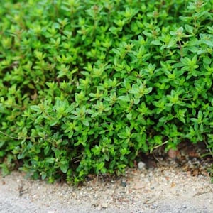 Heirloom Green Creeping Thyme Seeds – Fragrant, Low-Maintenance Ground Cover – Thymus Serpyllum