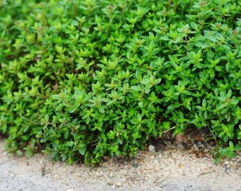 Heirloom Green Creeping Thyme Seeds – Fragrant, Low-Maintenance Ground Cover – Thymus Serpyllum