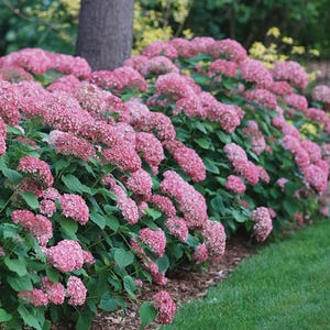 Pink Hydrangea Seeds – Beautiful Hardy Perennial Flowering Garden Plant