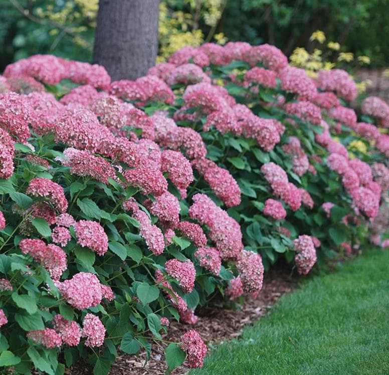 Pink Hydrangea Seeds: Hardy Perennial Garden Flowers