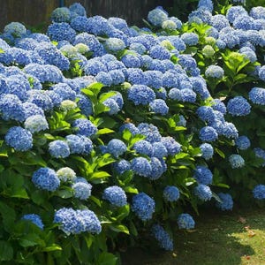 Blue Hydrangea Seeds – Beautiful Hardy Perennial Flowering Garden Plant