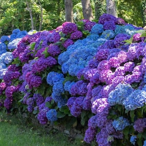 Mixed Hydrangea Seeds – Giant Beautiful Shrub – Hardy Perennial Flowering Garden Plant