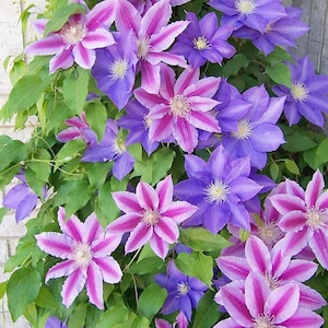 Clematis Vine Seeds – Mixed Color Varieties – Large Flowering Perennial Climbing Plants for Garden
