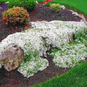 Heirloom White Creeping Thyme Seeds – Fragrant, Low-Maintenance Ground Cover – Thymus Serpyllum