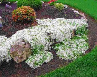 Heirloom White Creeping Thyme Seeds – Fragrant, Low-Maintenance Ground Cover – Thymus Serpyllum