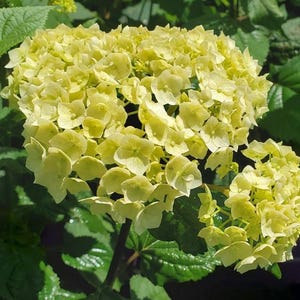 Yellow Hydrangea Seeds – Beautiful Hardy Perennial Flowering Garden Plant