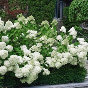White Hydrangea Seeds – Beautiful Hardy Perennial Flowering Garden Plant