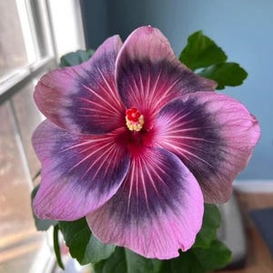 Rare Hibiscus Fairy Dust Blooms – Heirloom Perennial Flower Seeds for Outdoor Garden or Containers – Stunning Pink Flowers to Plant Outside