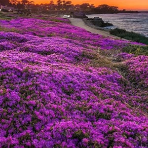 Heirloom Purple Creeping Thyme Seeds – Fragrant, Low-Maintenance Ground Cover – Thymus Serpyllum