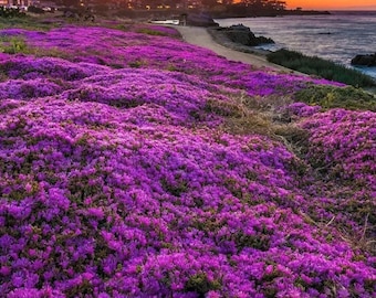Heirloom Purple Creeping Thyme Seeds – Fragrant, Low-Maintenance Ground Cover – Thymus Serpyllum
