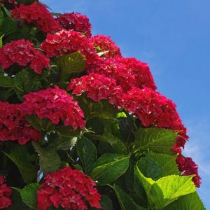 Red Hydrangea Seeds – Beautiful Hardy Perennial Flowering Garden Plant