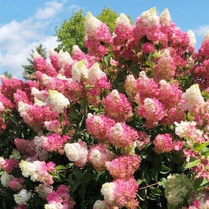Vanilla Strawberry Hydrangea Seeds – Beautiful Hardy Perennial Flowering Garden Plant
