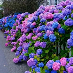 Blue, Pink & Purple Hydrangea Mixed Seeds – Hardy Perennial Flower Seeds for a Colorful Garden